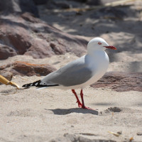 Silver Gull